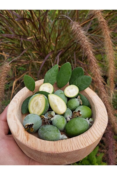 Köyceğiz Bitki Dünyası Kaymak Ağacı Fidanı (FEİJOA)