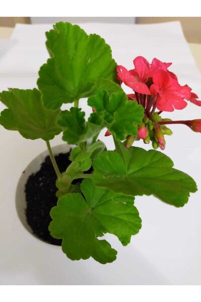 zarif çiçek Sardunya (MERCAN KIRMIZISI)