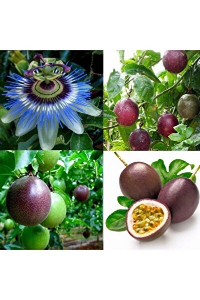 Genel Markalar 2 adet Tüplü Mavi Çiçekli Kokulu Passiflora Ağacı Fidanı