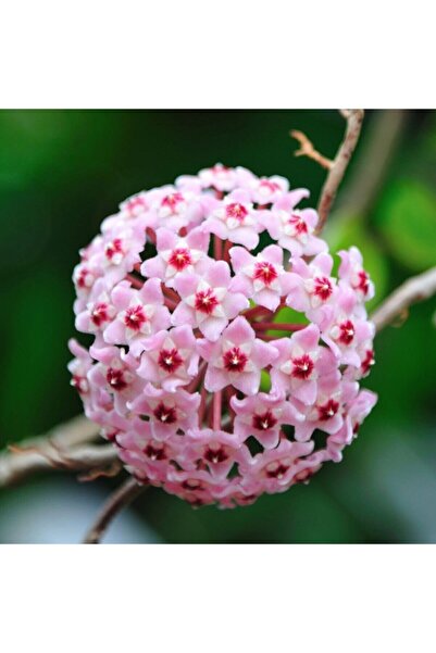 ŞİFAGIDA Mum Çiçeği Fidesi Saksıda 1adet (hoya Carnosa Pembe)