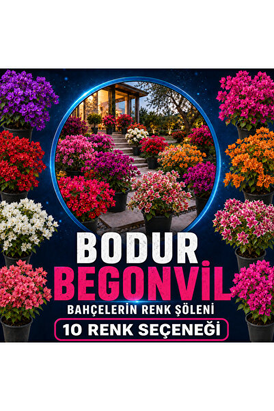 meandros flora Bodur Begonvil on renk