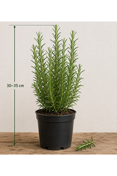 Lotus Botanik Biberiye Çalısı - Biberiye Çiçeği (Rosmarinus officinalis) – Sa...