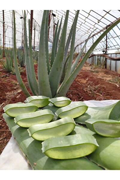 Alovia 1 kg Doğal alovera Yaprağı Taze Hasat Aloe Vera Yaprağı 3 Yaş Aloe Bar...
