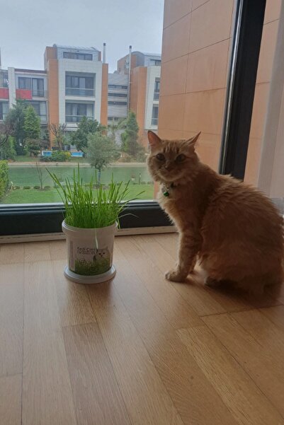 AGROERA %100 Doğal Kedi Çimi (TÜY YUMAĞI ÖNLEYİCİ) 4 Adet