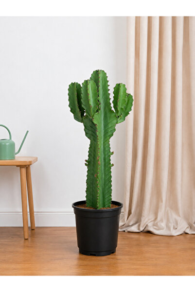BitkiKapında Euphorbia İngens 60 cm |Büyük Boy Kaktüs