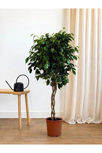 BitkiKapında Örgü Gövdeli Benjamin - Ficus Benjamina 130-140 cm