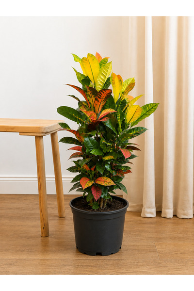 BitkiKapında Kroton Bitkisi ( croton iceton) 70 cm– Renkli Yapraklı Salon Bitkisi