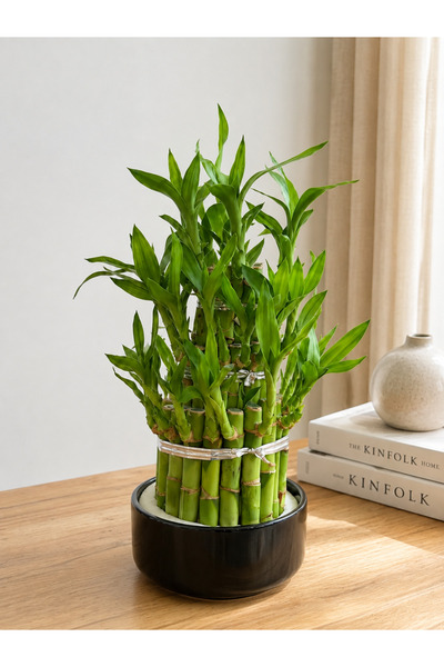 BitkiKapında Şans Bambusu ( Lucky Bamboo ) - Seramik Saksıda