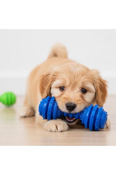idei Chew toy for dogs halter with spiked rings and bell, dimensions 12×4.5cm...