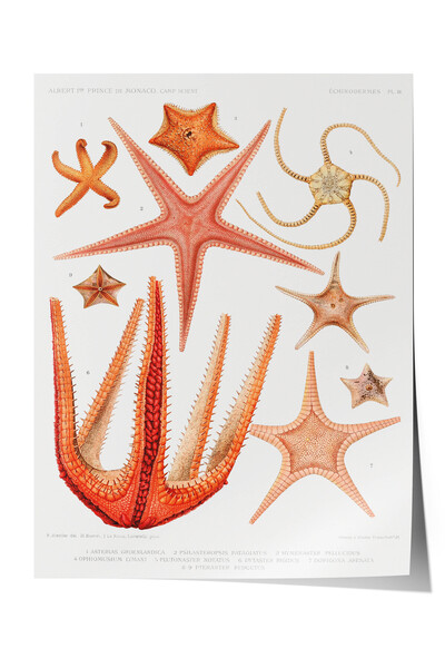 Zestia Poster Premium Vintage Science, Ilustrație cu tipuri de stele de mare,...