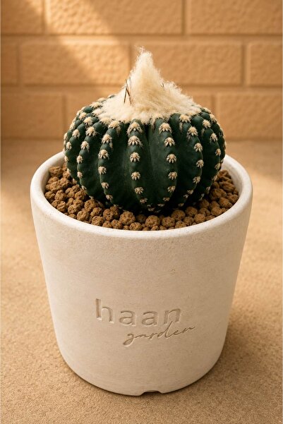 haan garden Discocactus Horstii Kaktüs