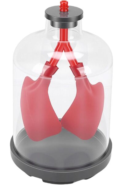 Generic Lung Breathing Demonstration Model, Diaphragm Movement Simulator, Edu...