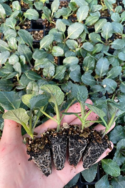 AGROPLUS ZİDAN KARNABAHAR FİDESİ 20 ADET