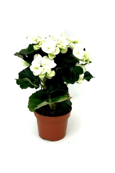 BİORGANİX Begonya Çiçeği Fidanı Beyaz 10-20 cm
