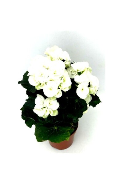 BİORGANİX Begonya Çiçeği Fidanı Beyaz 10-20 cm