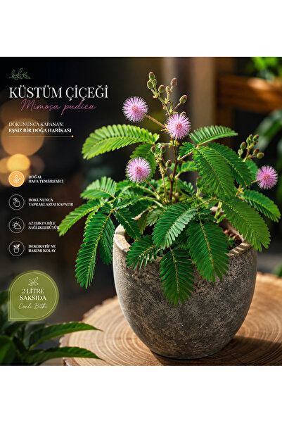 Lotus Botanik Küstüm Çiçeği (Mimosa pudica) – Saksıda Canlı Bitki, Dekoratif ...