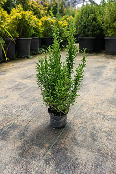 Vasada Biberiye Fidesi Rosmarinus Officinalis Tüplü 30-40 cm