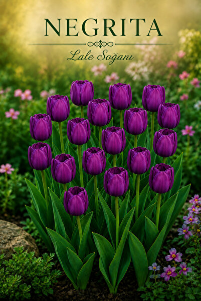 3A BOTANİK Negrita Lale Soğanı - 9/10 Kalibre – 3 Adet – 1. Sınıf Çiçek Soğanı