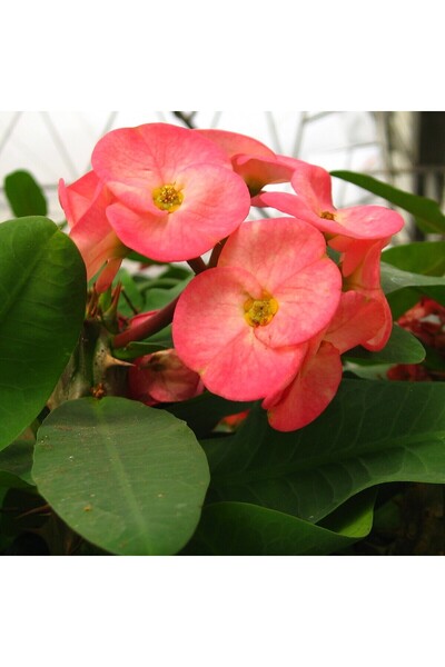 BİORGANİX Yavruağzı Dikenli Taç (Euphorbia Milii) Fidanı Fidesi 10-20 cm
