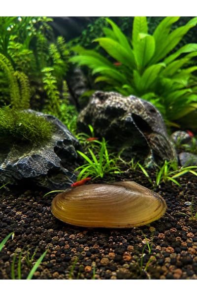 Moss Akvaryum Tatlı Su Altın Midye (Gold) 3-5 cm Akvaryum Doğal Filtrasyon