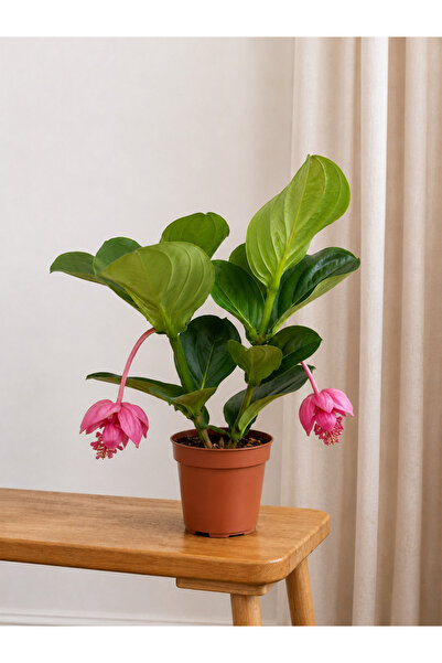 BitkiKapında Medinilla Magnifica (Medinella)