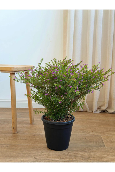 BitkiKapında Meksika Fundası - Cuphea Hyssopifolia 65-70 cm