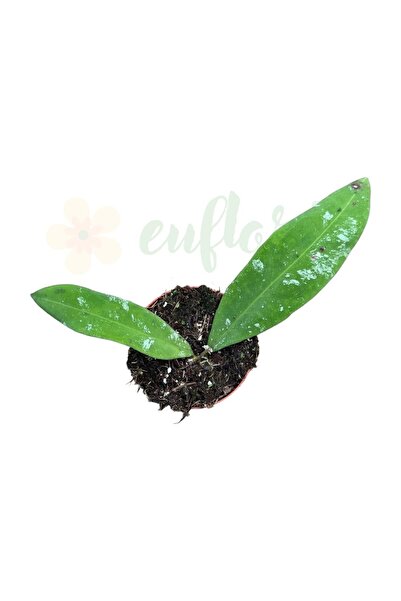 Eufloria Hoya kaikoana 'Splash' Ø8cm