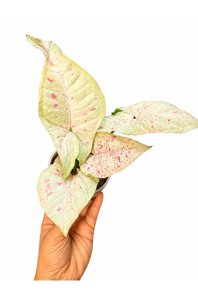 nazlı çiçekçilik Syngonium Milk Confetti – Pembe Benekli Alacalı Yapraklı Sal...