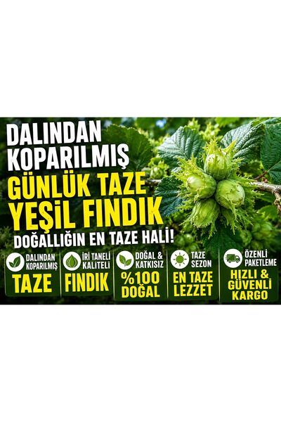 Ümmü decor GÜNLÜK TAZE YEŞİL FINDIK DALINDAN KOPARILMIŞ İRİ TANELİ YAŞ FINDIK...