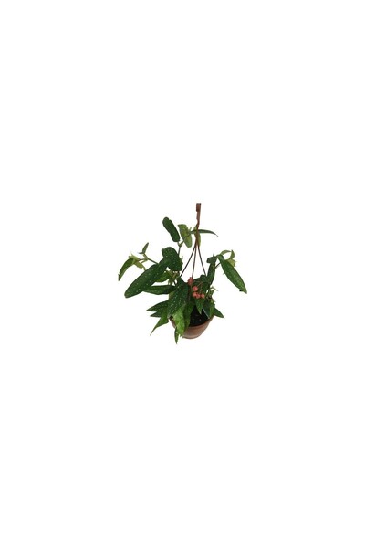BİORGANİX Saksıda Söğüt Begonya Fidanı 10-20 cm