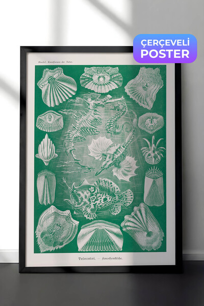 Zestia Vintage επιτοίχια ζωγραφική με μαύρο πλαίσιο, Θαλάσσια οστέα και ψάρια...