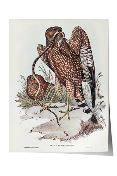 Zestia Vintage Bird Premium poster, ilustracija ptice predatora sa njenošću, ...