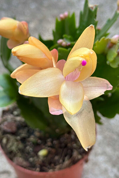 Generic Brand Cactusul Craciunului/Schlumbergera Yellow