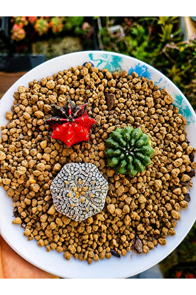variegataseeds Astrophytum asterias gymnocalsıyum vairegata ve cristata green...