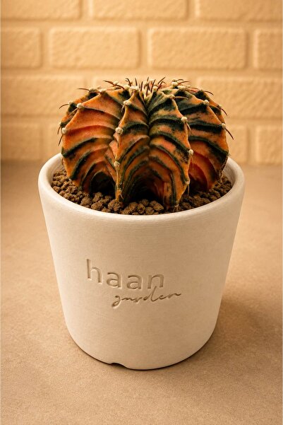haan garden Gymnocalycium LB Kaktüs