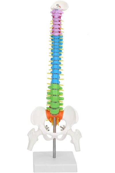 WALFRONT Human Spine with Pelvis and Femur Model 45cm 17.7in Flexible Anatomi...