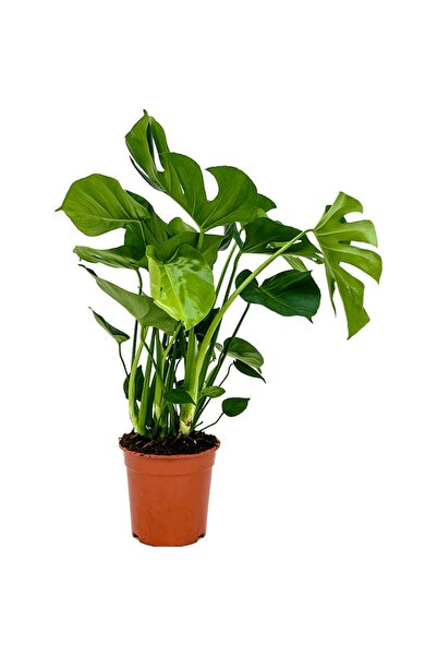 Verdena Monstera Deliciosa - 80 cm,