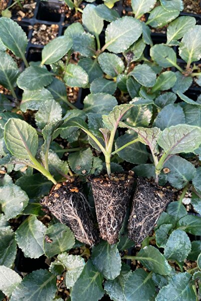 AGROPLUS ROKET BROKOLİ FİDESİ 20 ADET