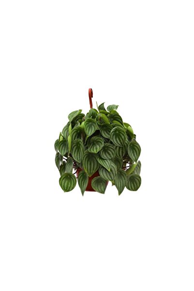 Flowers Of Muse Peperomia argyreia-Zümrüt Dalgası