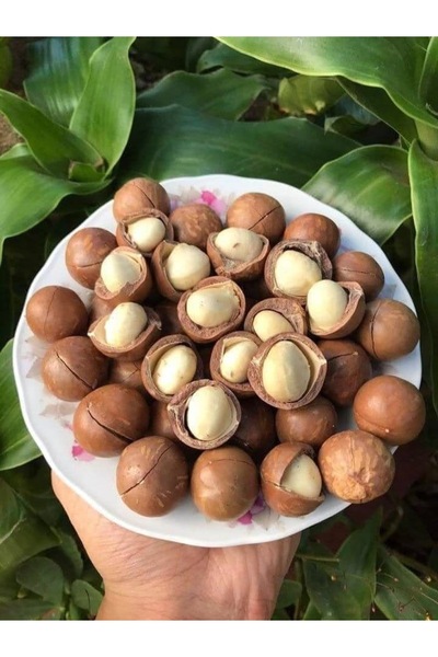 Generic Brand مكاديميا محمصة بالقشر نكهه الملح فاخر 500 جرام