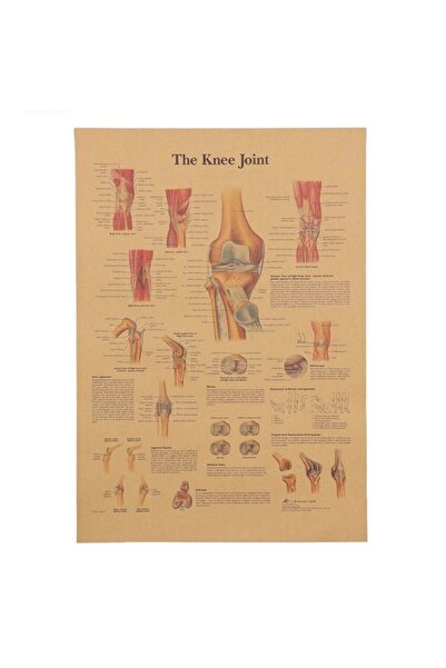 Genel Markalar Diz Anatomisi Vintage Kraft Poster - 33x48cm