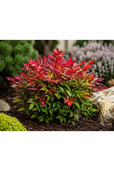Lotus Botanik Nandina Firepower - Nandina Çalısı - 20-25 cm | 10 Adet | Saksı...