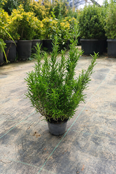 Vasada Biberiye Fidesi Rosmarinus Officinalis Tüplü 30-40 cm