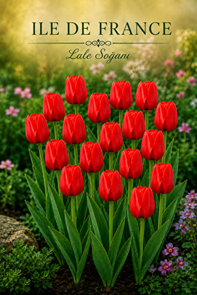 3A BOTANİK Ile de France Lale Soğanı - 9/10 Kalibre – 3 Adet – 1. Sınıf Çiçek...