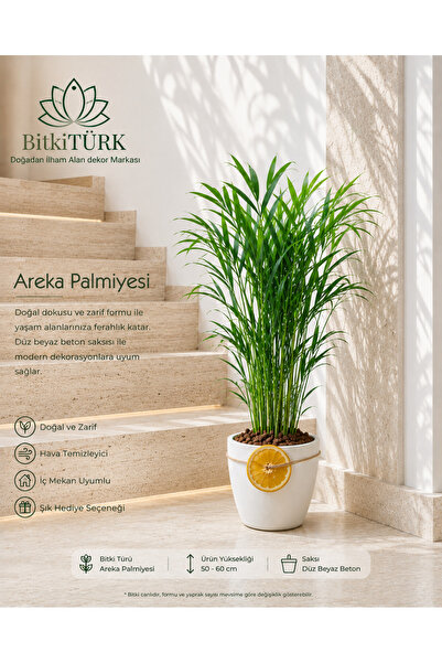 BitkiTÜRK Beton Saksıda 60cm İthal Areka Palmiyesi Lav taşı ve portakal dilim...