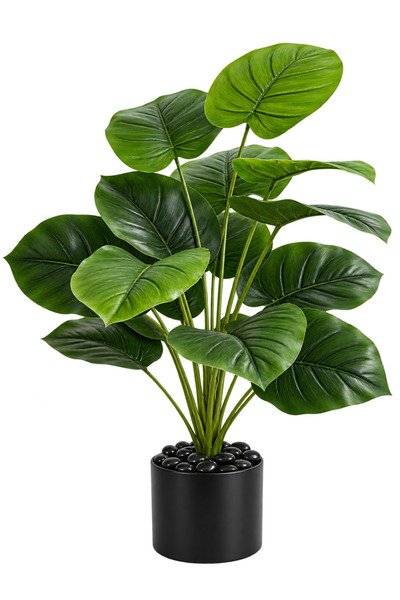 Beitna Helw Plain Monstera - 18 Leaves