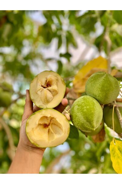 ANAMUR DALINDAN White Sapote ( Beyaz Çikolata Meyvesi 1 Kg )