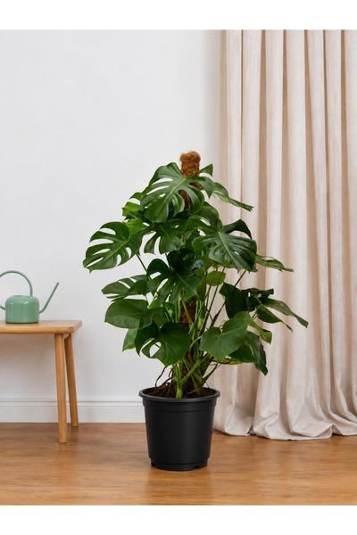 BitkiKapında Monstera Deve Tabanı Çiçeği 80-90 cm Yosun Çubuklu