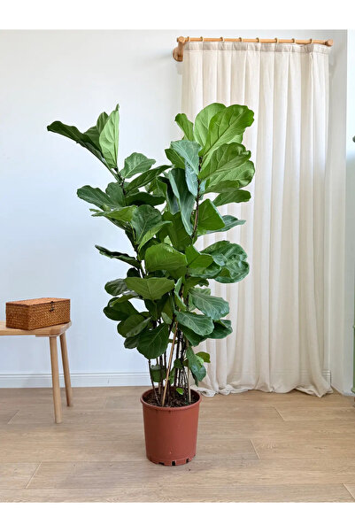 BitkiKapında Ficus Lyrata Dört Köklü (keman yapraklı kauçuk ) 100-110 cm