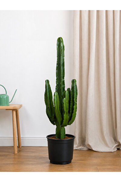 BitkiKapında Euphorbia İngens (Eritrea) Anaç Çatallı 90-100 cm| Büyük Boy Kaktüs